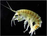 Gammarus roeseli Gammarus roeseli