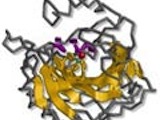 anhydrase carbonique