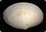 bivalve Codakia orbicularis