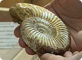 ammonite