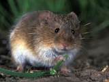 Veldmuis Microtus arvalis v