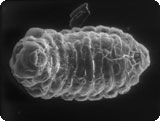 leptopilina_boulardi