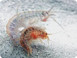 gammarus_amplexus