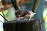 zebra_finch