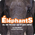 affiche de l'exposition éléphants