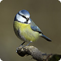 parus_caeruleus