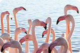 flamants roses