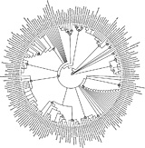 phylogénie des ammonites