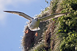 fulmar