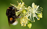 Bombus terrestris queen - Tilia cordata - Keila-1080x675