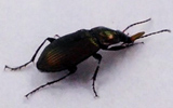 harpalus affinis