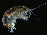 gammare parasité