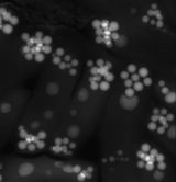 Carbonate de calcium dans cyanobacteries