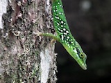 Anolis lizard