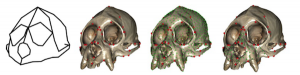 Optimisation des méthodes de caractérisation 3D du phénotype. Exemple chez le genre Cacajao (ouakaris, primates sud américains) pour lequel une révision taxinomique intégrative est en cour