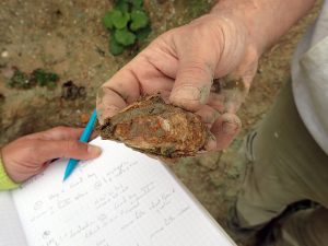 Coquille d'huitre fossile de l'Oligocène supérieur (Colwell Bay Member) de l'ile de Wight (Baie de Colwell, UK)