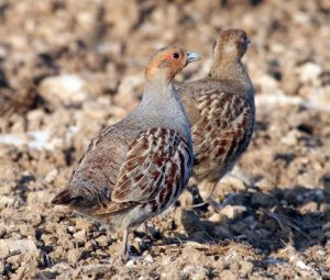 couple de perdrix grises (photo V. Bretagnolle)