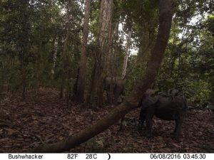 Photo issue de piège photographique installé dans le parc de Moukalaba- Doudou au Gabon, dans le but d’approfondir nos connaissances sur les interactions arbres-frugivores