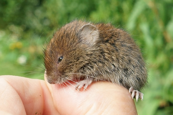 Microtus agrestis (© Jürgen Howaldt)